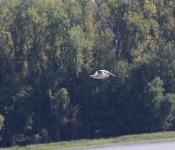 MNRiverPelicans 2014 09 027